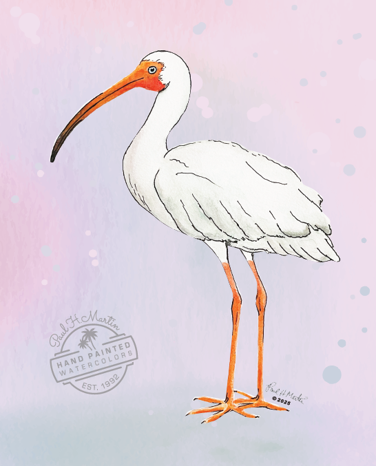 8x10 White Ibis (Watercolor Print) - 1