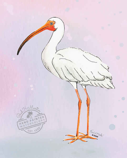 8x10 White Ibis (Watercolor Print) - 1