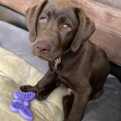 Butterfly Nylon Chew & Enrichment Toy