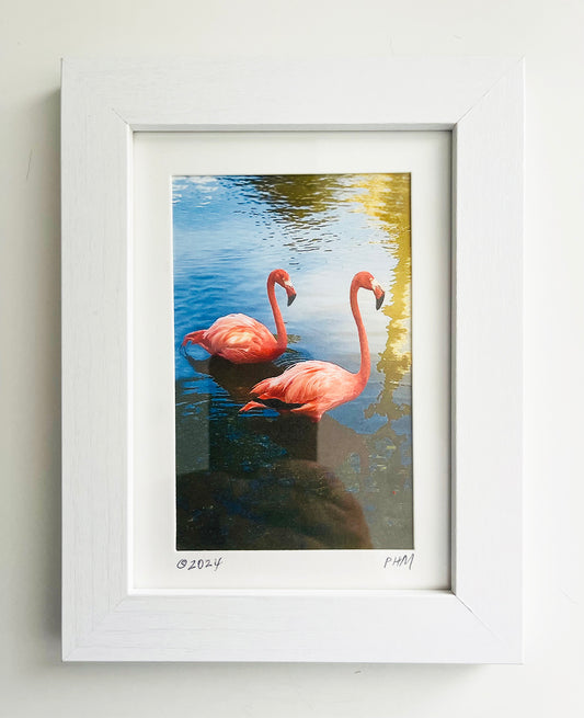 Two Flamingos (Framed Photograph)