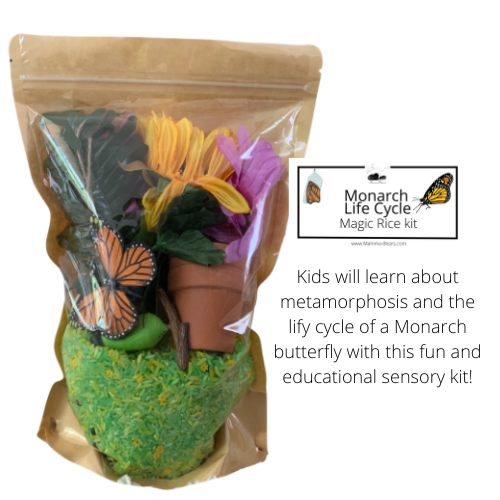 Monarch Butterfly Life Cycle Kit