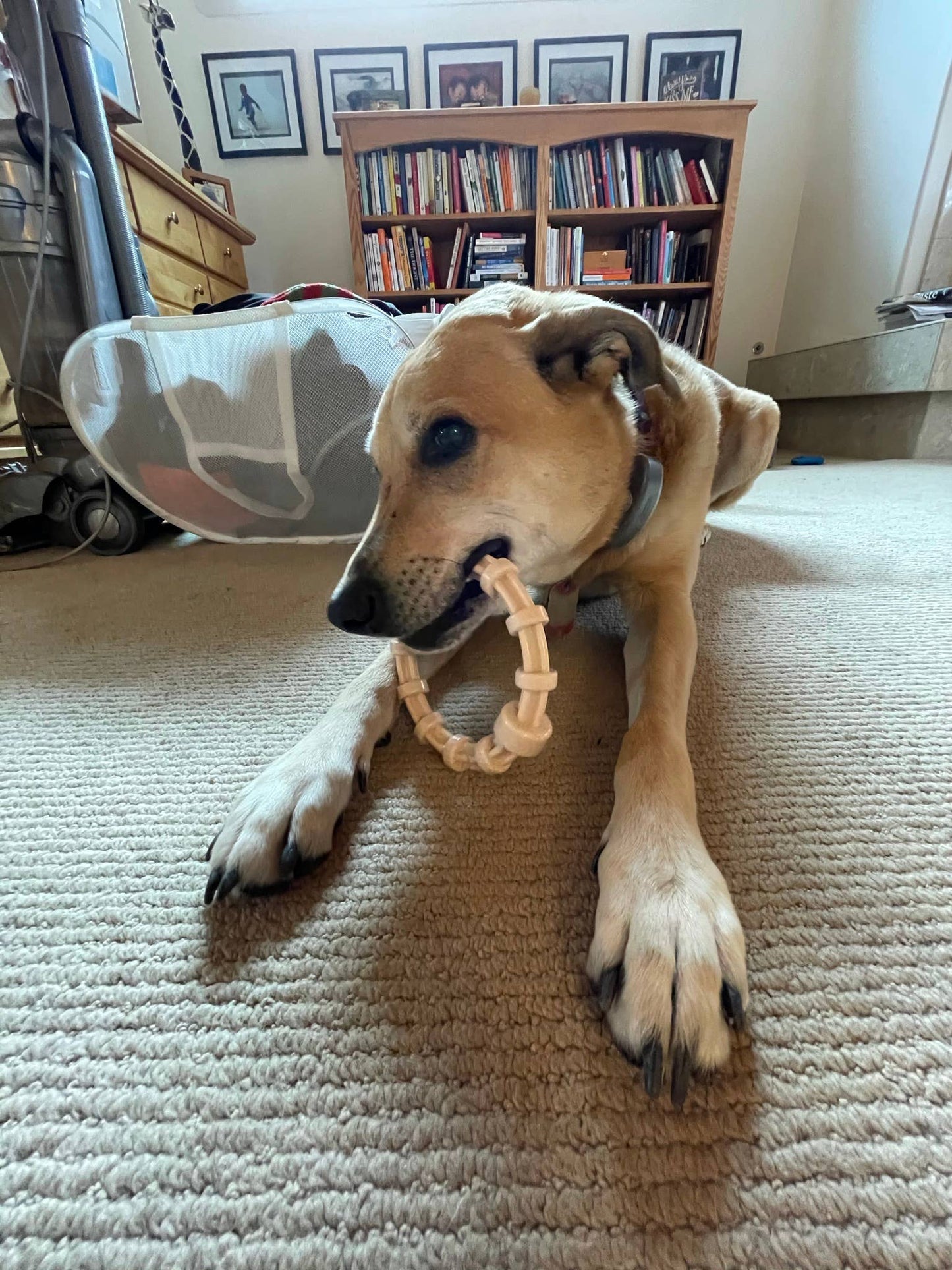 Honey Bone Chicken Flavored Teething Ring for Aggressive Che