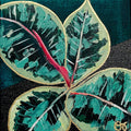 Ficus Tineke Leaf Plant | 8.5 x 8.5 Art Print - 1