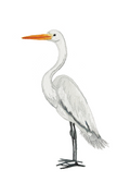 66d34fc959a1090905669a5e_egret-silo_1777245089564.png