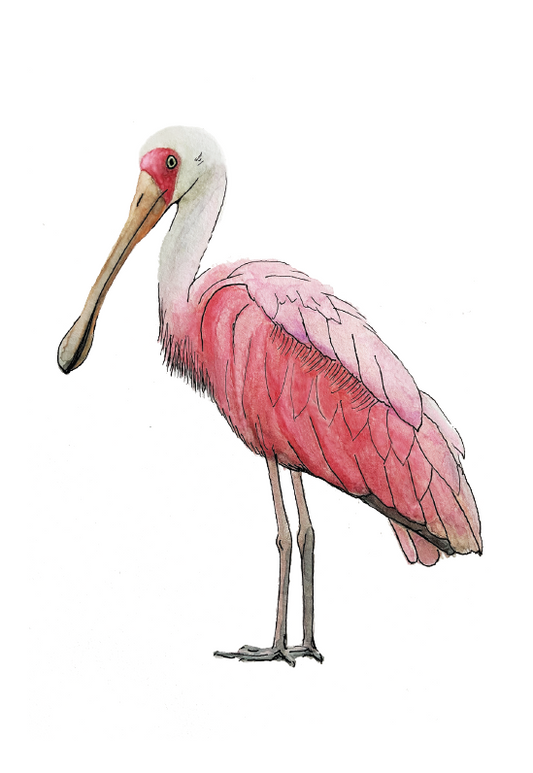 66d34fc959a1090905669a5e_roseate-spoonbill-silo_1777245296981.png