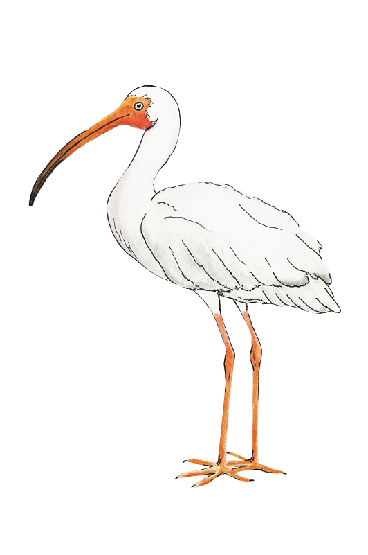 66d34fc959a1090905669a5e_white-ibis-silo_1777245131098.png