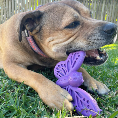 Butterfly Nylon Chew & Enrichment Toy