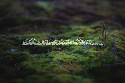 Mountains to Coast Banner | 268