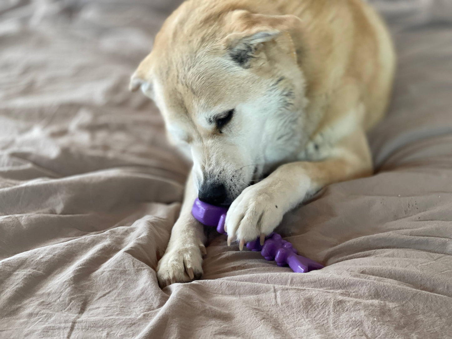 Fish Bone Ultra Durable Nylon Chew Toy